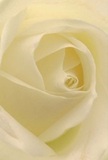 Drawn close to the very heart of this cream-white rose, the image invites you to imagine stepping into its spiral of petals-a cocoon of tranquility nestled right here in Barkingside. Each petal unfurls with gentle purpose, their texture soft as early morning mist and tinted with subtle shades of ivory and creamy white. Light plays along the innermost folds, casting gentle, ephemeral shadows that lend an almost hypnotic depth to the rose's centre. The quiet radiance is akin to the peaceful beginnings of a new day in Barkingside, the world hushed and alive with possibility. As a local florist attentive to meaning and artistry, I see in this bloom a profound emblem of reverence-perfect for expressing sympathy, admiration, or marking milestones like new beginnings. Its outermost petals are nearly translucent, fragile yet perfectly arranged, echoing the thoughtful hand that placed each one with precision. The delicate scent is evoked in memory-subtle, ethereal, and soothing-much like the comfort and care extended by Barkingside's community spirit. This rose is not just a flower, but an intimate reflection of tender emotions and the detail-rich craftsmanship that underpins every meaningful bouquet delivered across Barkingside.